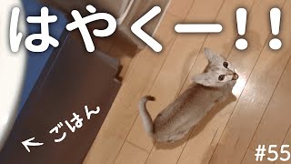 The Crying Voice of the Kitten, Asking for Food, Is Cute! 【Singapura That Cannot Wait for Her Food】