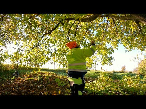 Video: Jesenné Práce V Záhrade A V Zeleninovej Záhrade