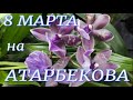 Завоз орхидей к 8 Марта в сц на Атарбекова