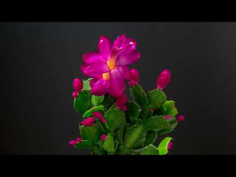 Christmas Cactus - blooming in fast motion