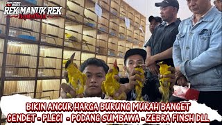 BIKIN ANCUR HARGA BURUNG DISINI MURAH BANGET - CENDET - PLECI  - PODANG SUMBAWA - ZEBRA FINSH DLL