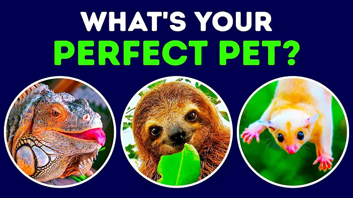 What Kind of Pet Matches Your Personality - DayDayNews