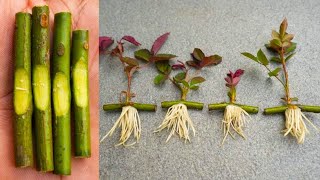 How To Grow Rose Plant From Cuttings Very Fast