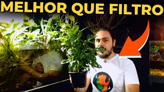 10 PLANTAS QUE SÃO FILTROS NATURAIS PARA AQUÁRIOS |Mr. Betta|