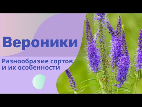 Видео: Уход за растениями вероники – советы по выращиванию цветов вероники