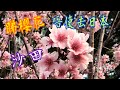 睇櫻花🌸唔使去日本🇯🇵沙田有得睇🥰打卡靚點🎉踏單車🚴也去到 #石門站 #碧濤花園