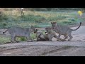 Cute lion cubs playing