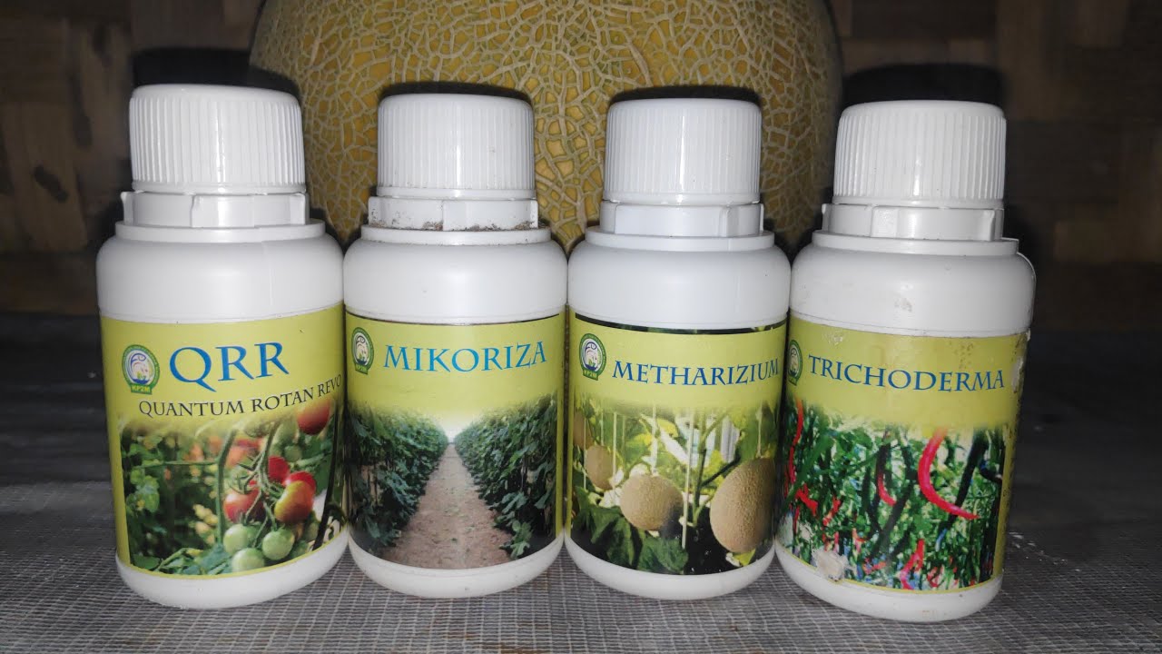 PERBANYAKAN/KULTUR QRR, TRICHO, METHA, MICO | ISOLAT MIKROBA KP2M NUSANTARA