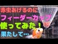 【 金魚 】赤虫あげるのに、フィーダーカップ使ってみた！意外と便利！？