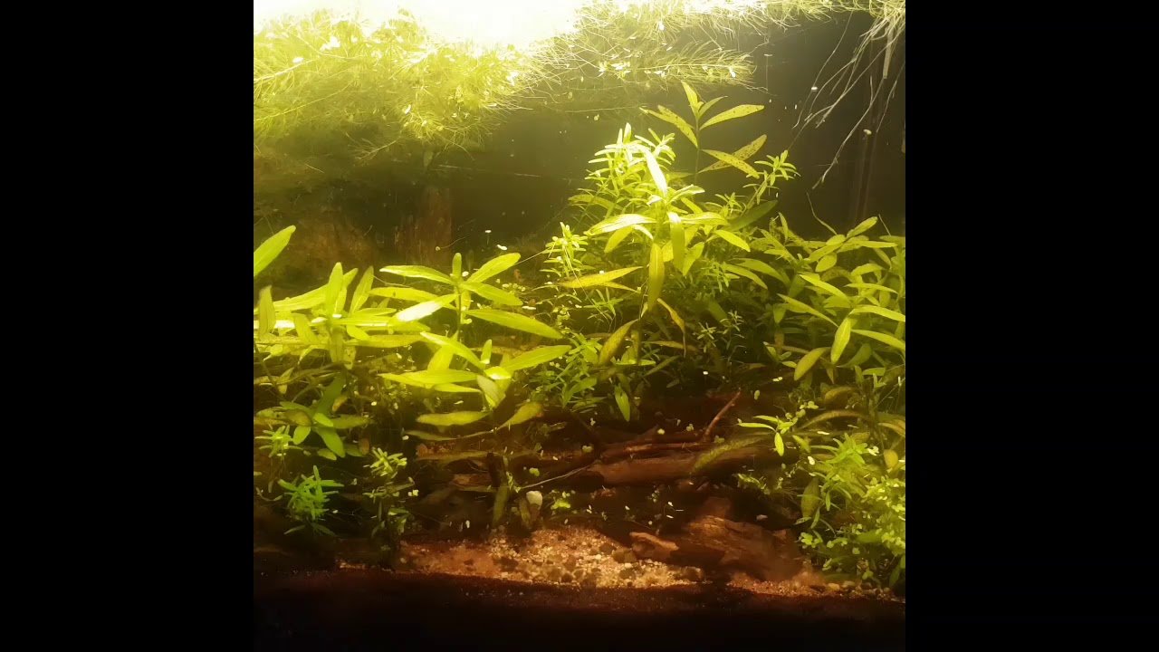 Leaf Litter Aquarium Feature 30 Gallon Asian Subtropical Stream