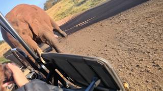 Calm Elephant Bull Suddenly Bashes Car!