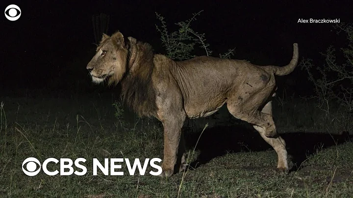 "Africa's most resilient lion" makes record-breaking swim through crocodile-filled waters