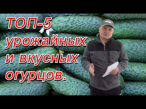 Любой из этих пяти сортов огурца вам очень понравится! И для салата, и для баночки.