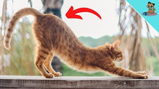 THIS Is Why Cats Lift Their Backs When Petted!