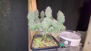 ep--17 week 8 day 56 flower harvest and wet weight FAIL! HAHA mango cheese x glookies