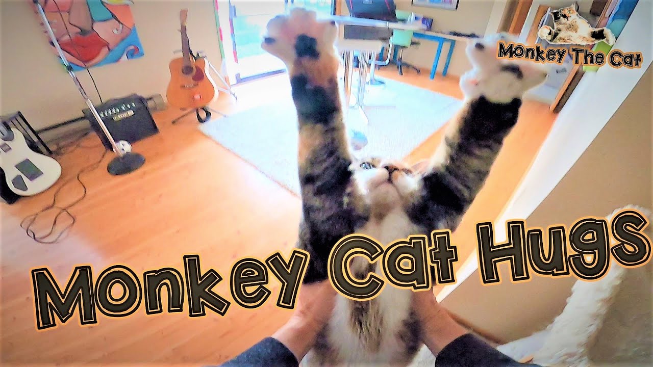 Cat Loves Hugs DAILY Hugs from Monkey the Cat YouTube