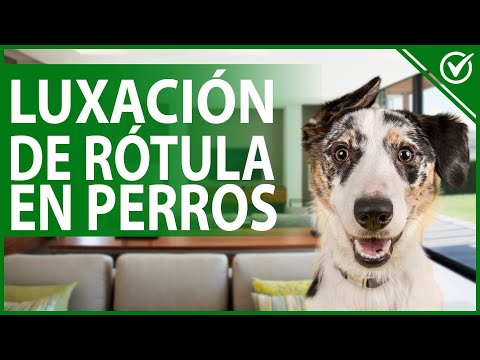 Video: ¿Qué es una rótula de luxación en perros y cómo puedo prevenirla?