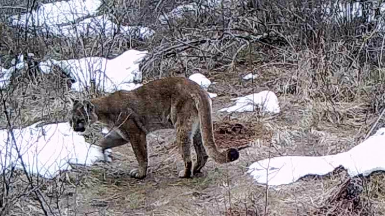 Best of North Idaho game camera compilation 2022 cougars, elk, moose