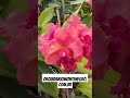 Orquidário Monte Negro - Blc. Suzuki's Colossus.