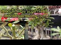 Adenium Pruning || അഡീനിയം പ്രൂണിംഗ് || Malayalam || part - 2.