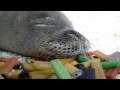 Species In The Spotlight: Hawaiian Monk Seal