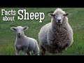 Sheep Facts for Kids | Classroom Learning Video