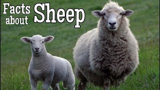 Sheep Facts for Kids | Classroom Learning Video