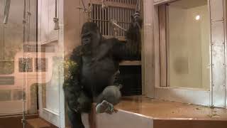 シャバーニ家族 1157  Shabani family gorilla by i Bosch i ボッシュ 1,218 views 1 year ago 8 minutes, 14 seconds