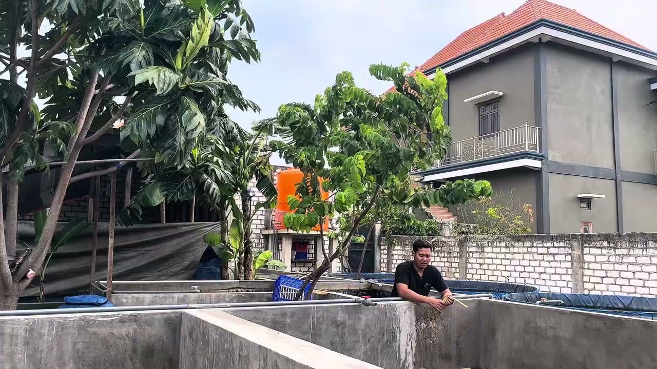 BIBIT SERING MATI AWAL TEBAR??? LANGKAH SATU INI MUNGKIN TERLEWATKAN!!!