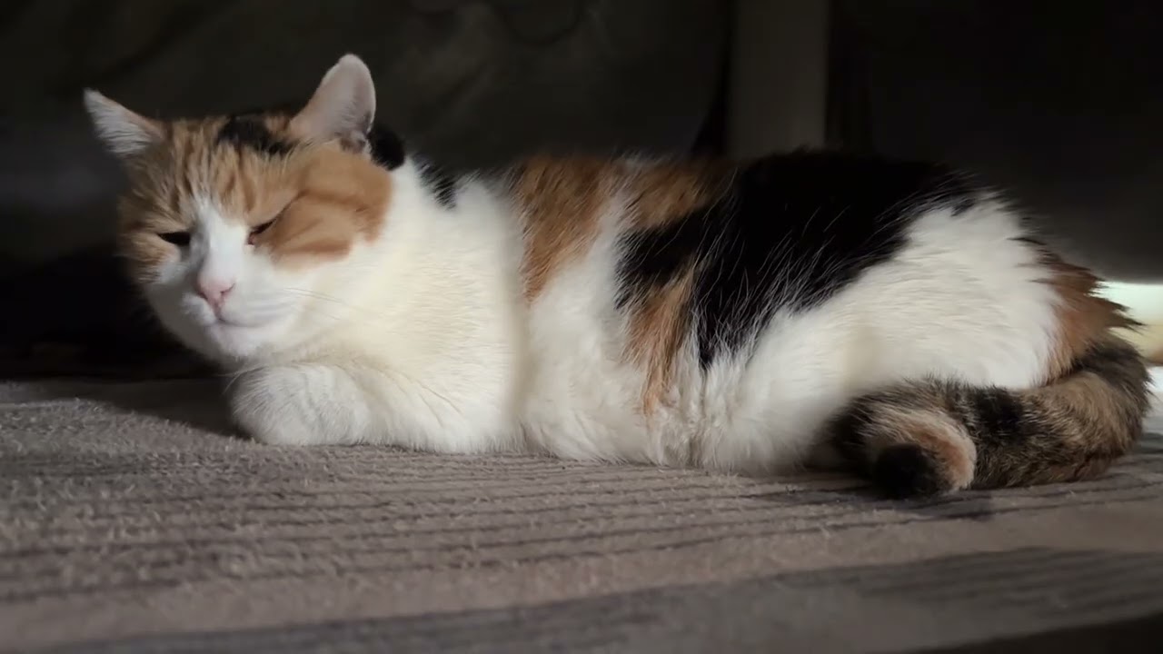 コタツでまったり☆三毛猫さん 三毛猫】こたつの中が快適なミケ（2026年5月7日） - YouTube