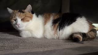三毛猫】こたつの中が快適なミケ（2026年5月7日） - YouTube