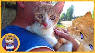 Отдаем спасенного котенка Кексика в добрые руки Отдаем спасенного котенка Кексика в добрые руки