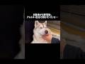 お散歩から帰宅後アレルギー反応で顔がパンパンに…#シベリアンハスキー #ハスキー #ハスキー犬