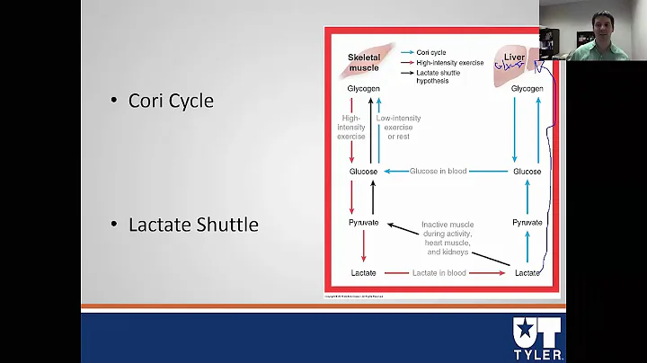 Cori and Beta Oxidation