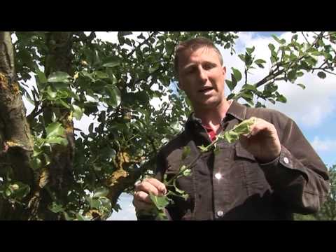 Video: Schutz Von Apfel, Birne Und Quitte Vor Krankheiten Und Schädlingen