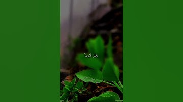 تلاوة تهز القلوب وتقودك للسكينة | بصوت يبكي الحجر وتبث السكينة في الروح استمع بقلبك