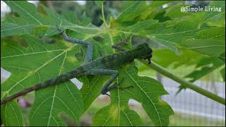 Wild Green Crested Lizard Changing Colour, South East Asia | Sesumpah Bertukar Warna