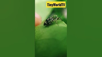 Jumping spider | Shorts | Tiny World TV