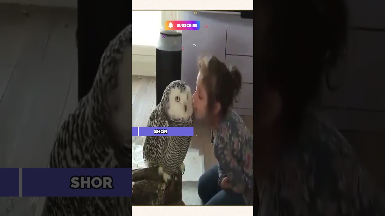 owl friendship | funny owl | 