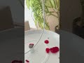 مصطفى الاغا ومي الخطيب مصطفى الاغا ومي الخطيب