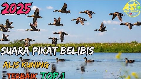 MP3 PIKAT ALIS KUNING‼️TERBAIK 2025✅