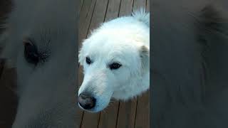 BELLE the livestock guardian dog  #dog #animals #puppy #cute #funny