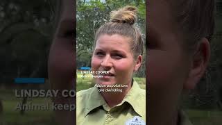 Disney's Animal Kingdom Lodge Welcomes Its First Male Addax Calf #Shorts