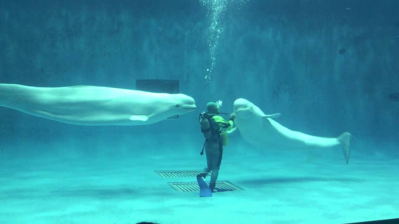 白イルカのバブルリング しまね海洋館 Youtube