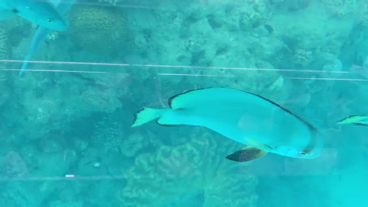 Glass Bottom Boat Australia 2025