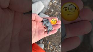 I can’t believe I found this when I was  “fossil hunting.”🤔#beachfinds#jurassiccoast#curiosities