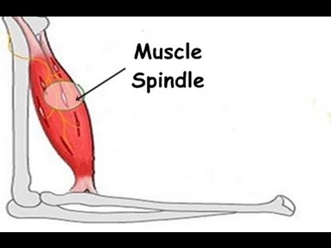 What is the Stretch Reflex or Myotatic Reflex?