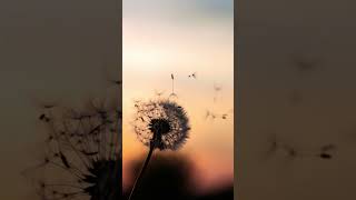 Yaşar - Hasret Ayazları