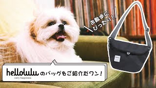 【付録開封】犬のモコゾウとご紹介!? helloluluの超多機能バッグはお散歩に便利♪【きょうのマルチャン】