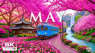 May Serenity 8K – Gentle Spring Moments 2026 🌸 Blooming Paths, Soft Light & Peaceful Nature screenshot 5